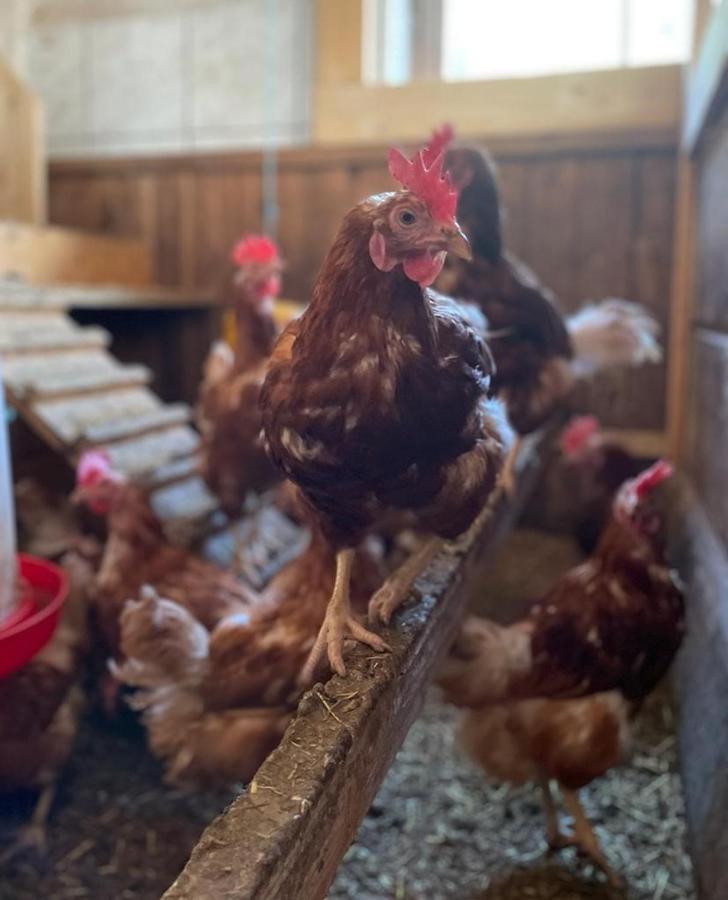 Ferienwohnung Winnebachhof エクステリア 写真